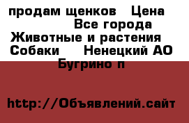 продам щенков › Цена ­ 15 000 - Все города Животные и растения » Собаки   . Ненецкий АО,Бугрино п.